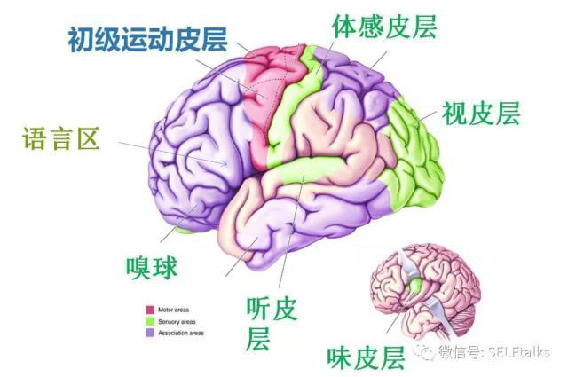 中國腦健康日關(guān)注“頭”等大事，中國腦科技的未來是什么？